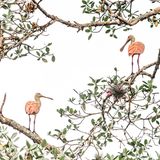 Zwei große Vögel sitzen auf einem Baum