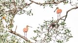 Zwei große Vögel sitzen auf einem Baum