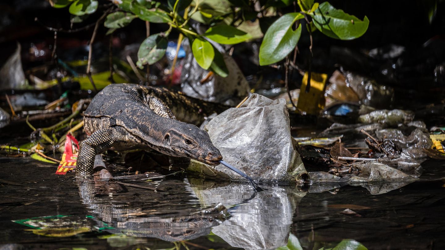 "New Normal" von Kei Miyamoto, Indonesien Ein Bindenwaran bahnt sich seinen Weg vorbei an Plastikmüll