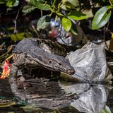 Ein Bindenwaran bahnt sich seinen Weg vorbei an Plastikmüll