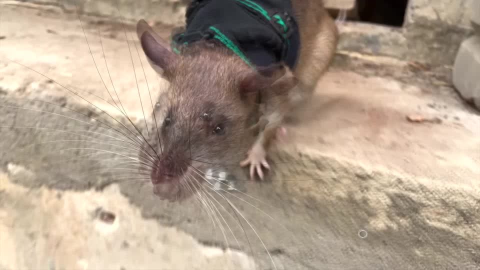 Video: Ratten als Retter Video: Ratten als Retter