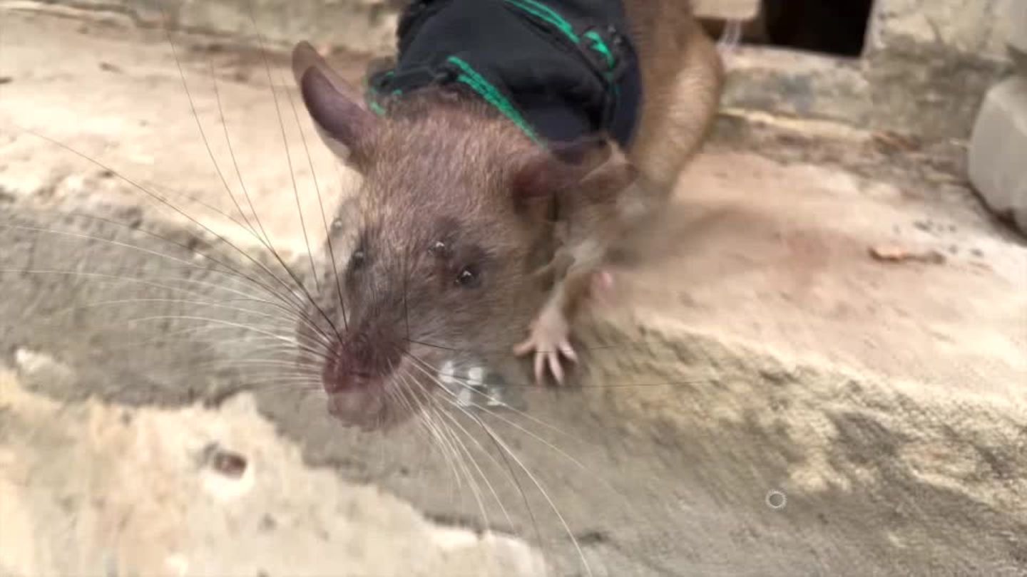 Video: Ratten als Retter