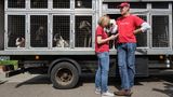 Die Freiwilligen Elisa und Antonio  überprüfen die aus Irland eingetroffenen Windhunde