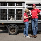 Die Freiwilligen Elisa und Antonio  überprüfen die aus Irland eingetroffenen Windhunde