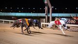 Ein Windhundrennen im Shelbourne Park Greyhound Stadium in Dublin