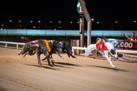 Ein Windhundrennen im Shelbourne Park Greyhound Stadium in Dublin