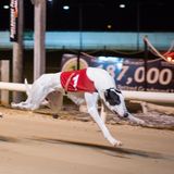 Ein Windhundrennen im Shelbourne Park Greyhound Stadium in Dublin