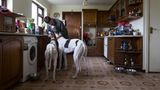 Die in Irland lebende Schwedin Petra mit zwei Windhunde