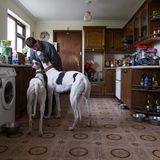 Die in Irland lebende Schwedin Petra mit zwei Windhunde