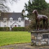 Statur von Windhund Mick the Miller