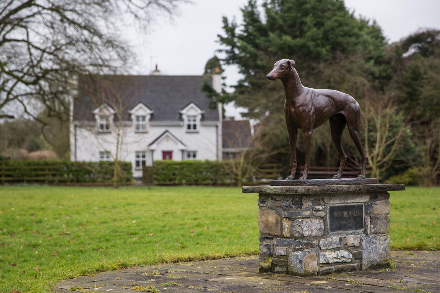 Statur von Windhund Mick the Miller