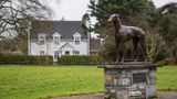 Statur von Windhund Mick the Miller