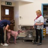 Fiona mit ihrem Windhund beim Tierarzt