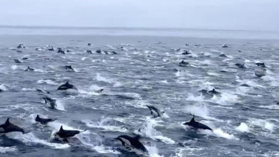Ein seltenes Naturschauspiel: Über hunderte Delfine schwimmen in Richtung San Diego Ein seltenes Naturschauspiel: Über hunderte Delfine schwimmen in Richtung San Diego