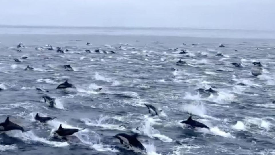 Ein seltenes Naturschauspiel: Über hunderte Delfine schwimmen in Richtung San Diego