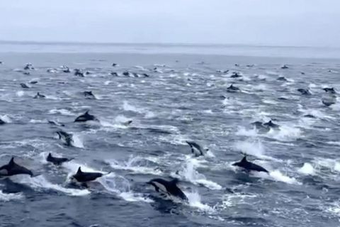 Ein seltenes Naturschauspiel: Über hunderte Delfine schwimmen in Richtung San Diego
