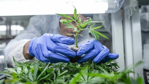 Cannabis angebaut im Greenhouse
