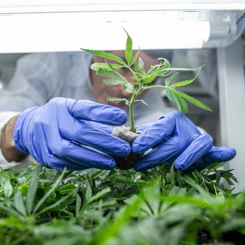 Cannabis angebaut im Greenhouse