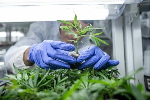 Cannabis angebaut im Greenhouse