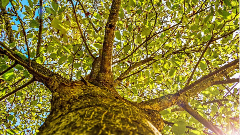 Hildesheimer Wald Teich verfärbt sich pupur Bakterien wohl Auslöser