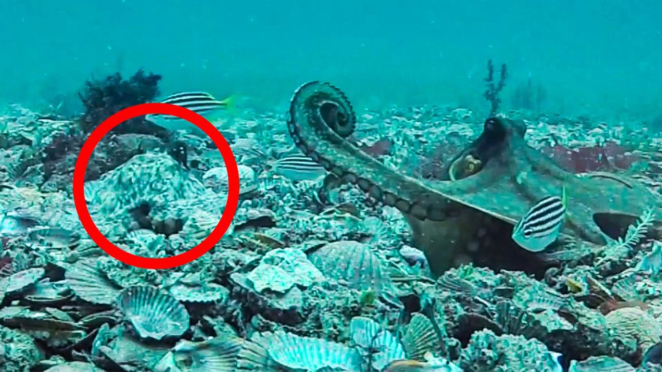 Oktopusse veranstalten "Schlammschlacht" auf dem Meeresboden