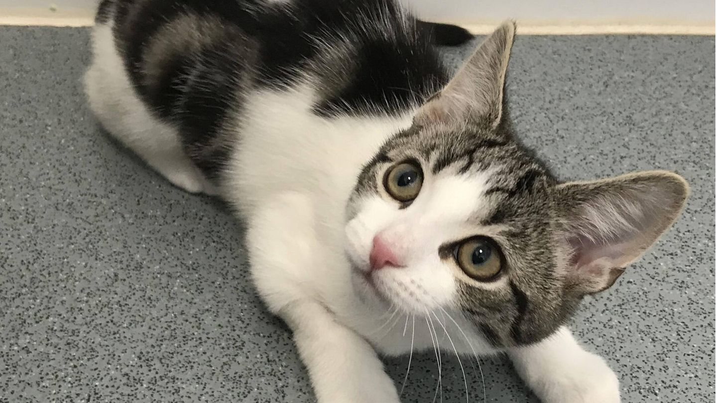 Eine weiße Katze mit getigerten Flecken schaut nach oben