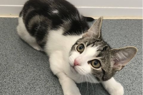 Eine weiße Katze mit getigerten Flecken schaut nach oben