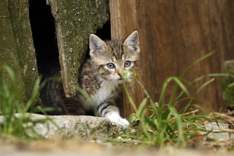 Eine Katze geht durch einen engen Spalt von Holzbrettern