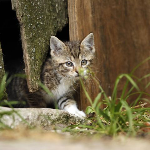 Eine Katze geht durch einen engen Spalt von Holzbrettern