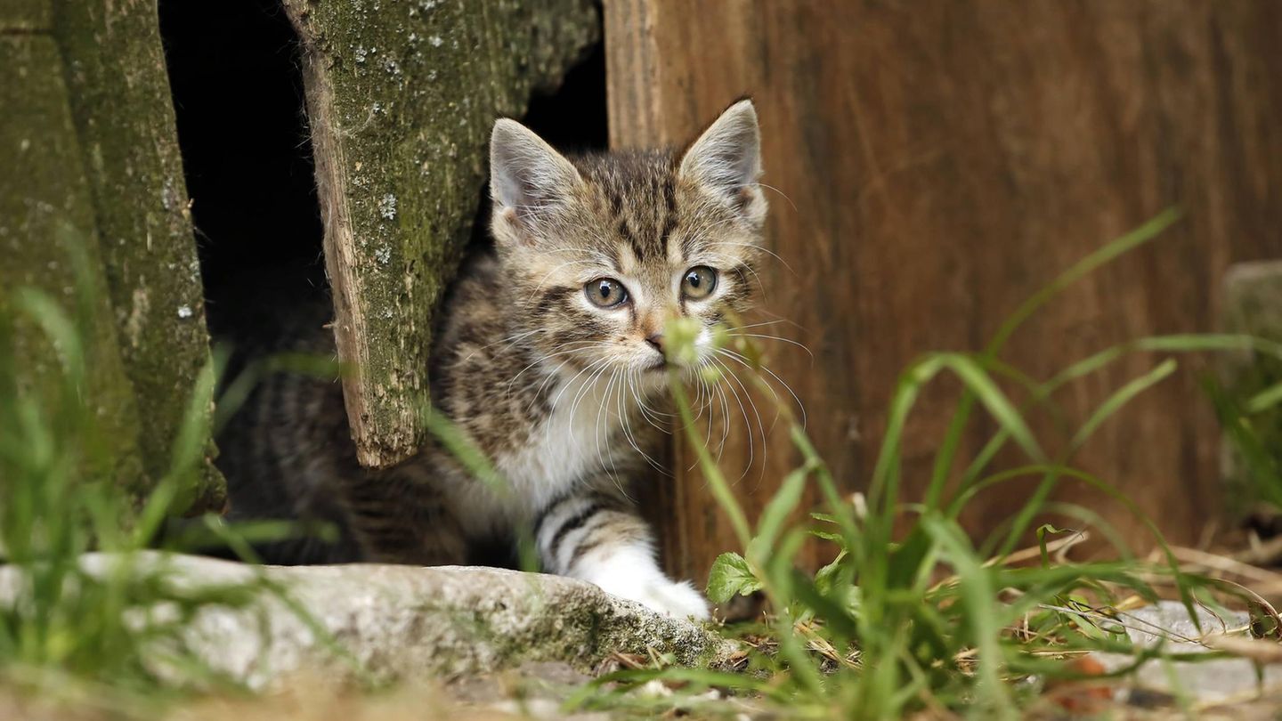 Eine Katze geht durch einen engen Spalt von Holzbrettern