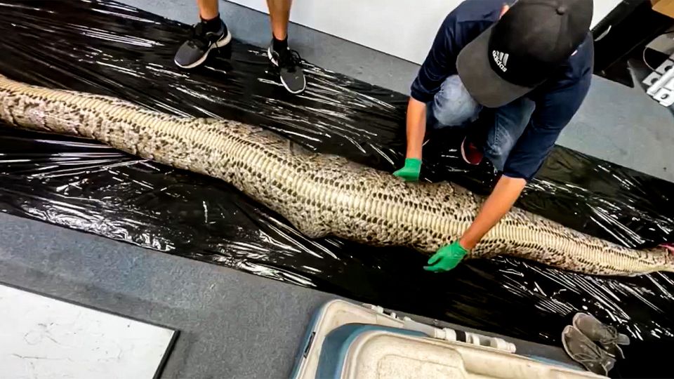 In einem Stück verschlungen: Pathon frisst Alligator