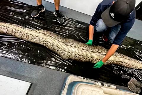 In einem Stück verschlungen: Pathon frisst Alligator