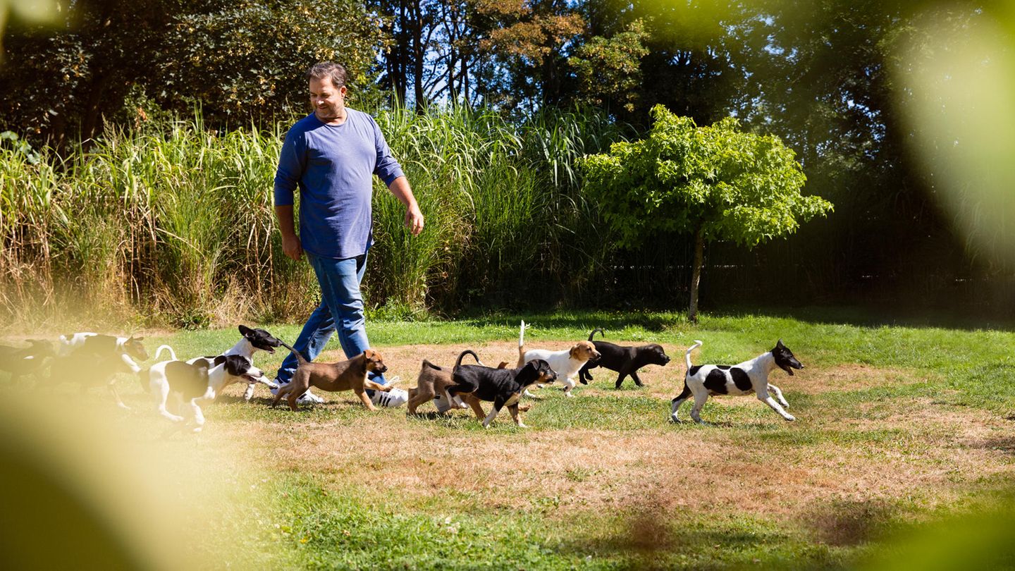 martin rütter die großen hunde