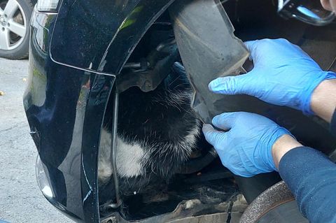 Ein Mann biegt mit seinen Händen die Plastikverkleidung eines Autos zur Seite. Dahinter steckt eine schwarz-weiße Katze