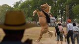 San Antonio de Areco, Argentinien. Ein Gaucho zeigt beim 83. Traditionsfest in der Stadt in der nördlichen Provinz Buenos Aires sein Können als Reiter. Die südamerikanische Version des Cowboys ist bekannt für ihre Fähigkeiten im Umgang mit dem Pferd, dem Lasso und dem Messer.