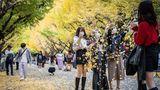 Tokio, Japan. Passanten posieren in einem Park der Hauptstadt beim Werfen von Herbstblättern vor gelb leuchtenden Bäumen