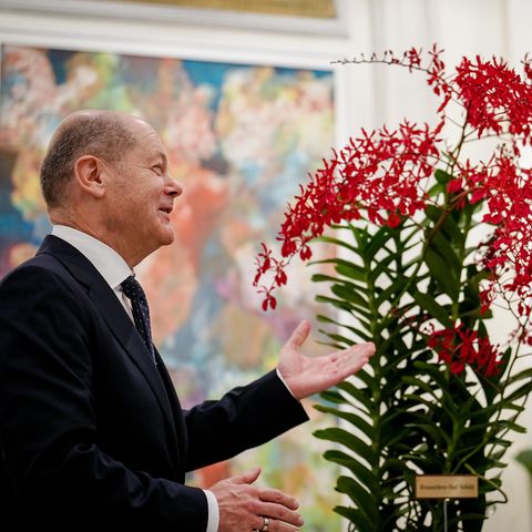 Olaf Scholz neben Orchidee