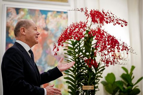 Olaf Scholz neben Orchidee