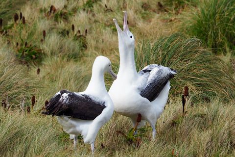 Zwei Albatrosse in Neuseeland stehen im Gras