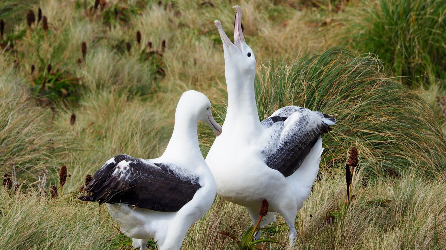 Two albatrosses in New Zealand stand in the grass