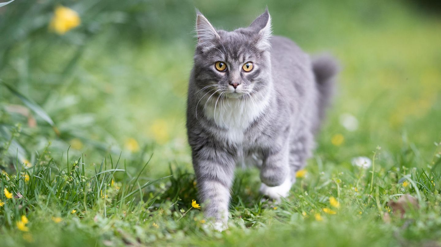 Katze läuft 400 Kilometer quer durchs Land zu altem Zuhause | STERN.de