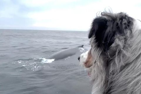 Whale Watching mit Hund – und der Vierbeiner kann es nicht fassen