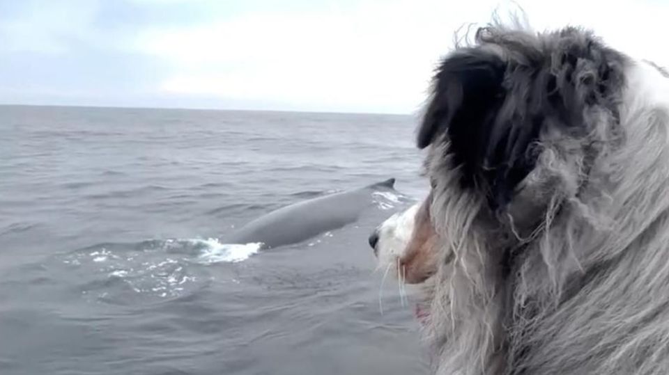 Whale Watching mit Hund – und der Vierbeiner kann es nicht fassen