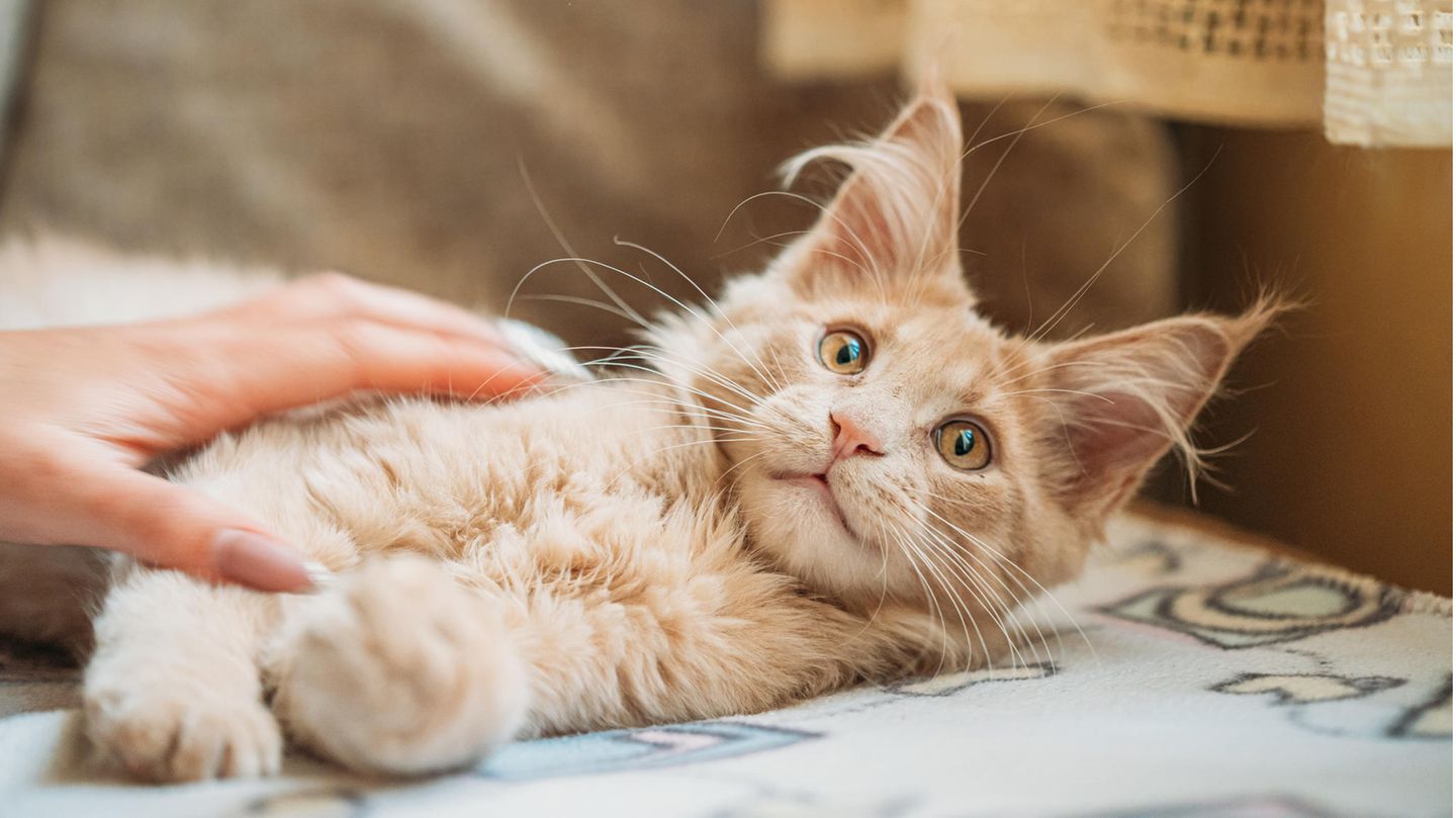 Rote Maine-Coon-Katze wird gestreichelt