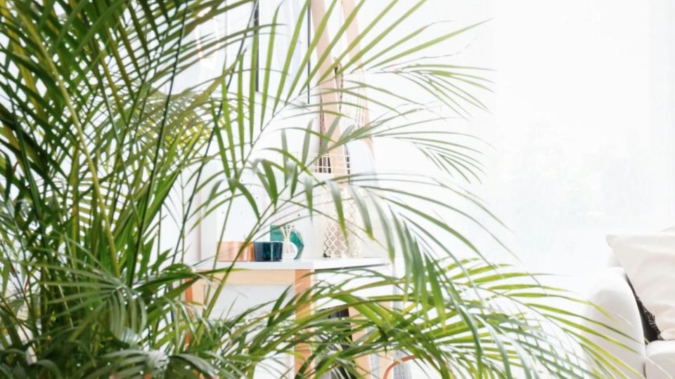 Schimmelbildung in der Wohnung: diese vier Pflanzen wirken vorbeugend