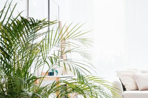Schimmelbildung in der Wohnung: diese vier Pflanzen wirken vorbeugend