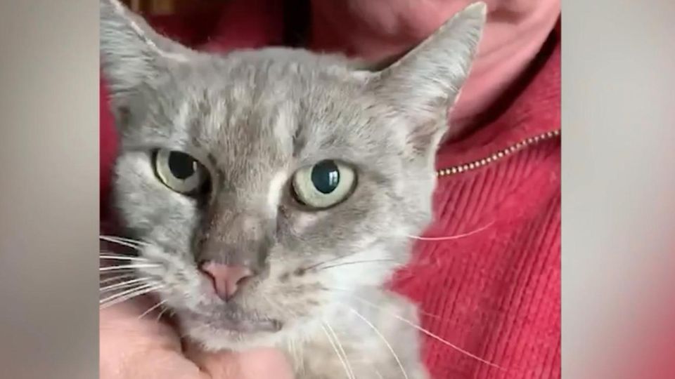 Katze wandert 450 Kilometer zum alten Zuhause – nach 13 Monaten kehrt sie zurück Katze wandert 450 Kilometer zum alten Zuhause – nach 13 Monaten kehrt sie zurück