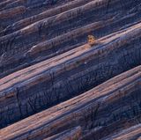 Das Foto zeigt mehrere Felsen nebeneinander mit tiefen Spalten. Auf einem Felsen wächst ein Baum.
