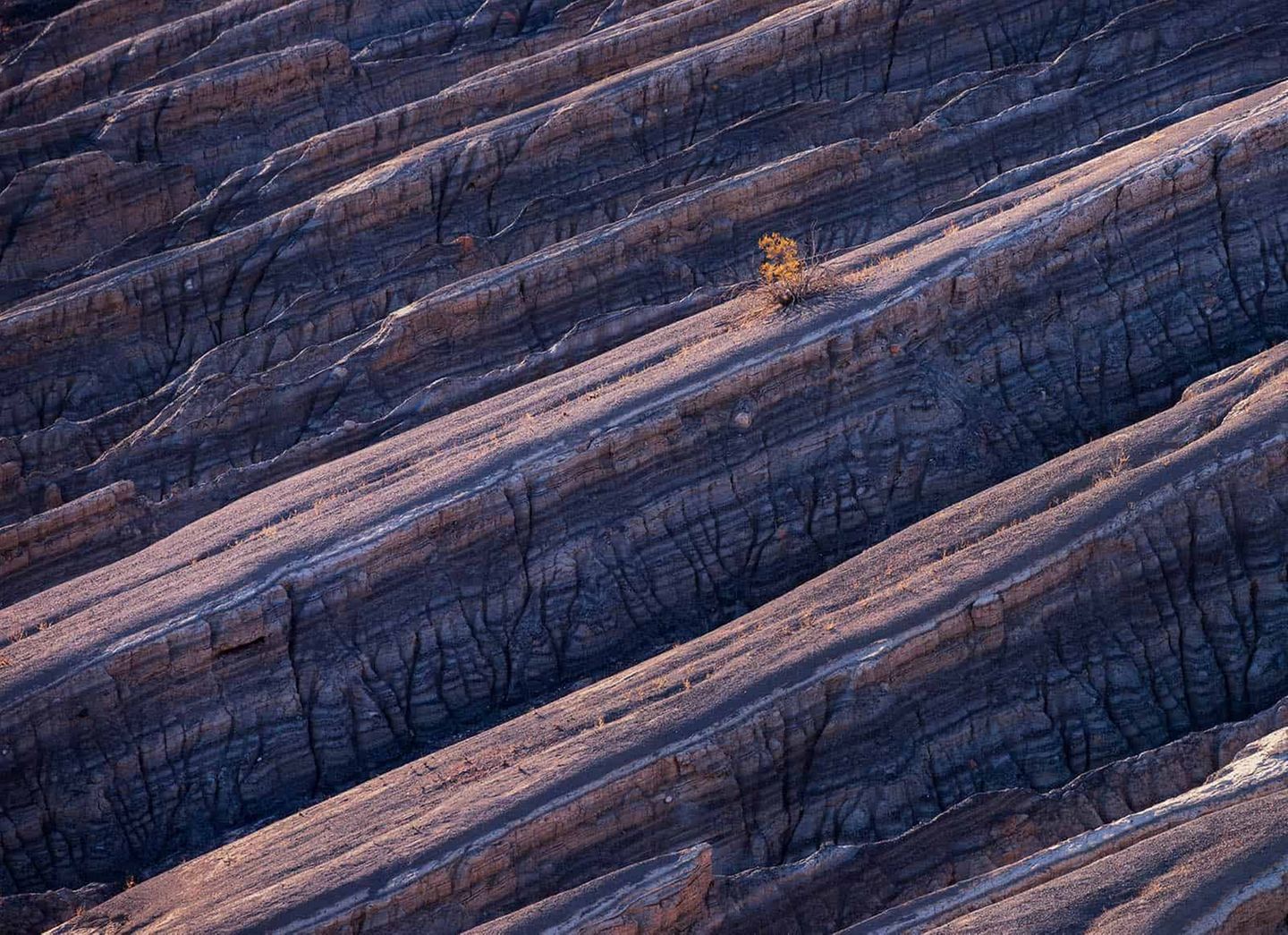 Kategorie: Fotograf des Jahres Das Foto zeigt mehrere Felsen nebeneinander mit tiefen Spalten. Auf einem Felsen wächst ein Baum.