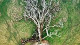 Das Foto, das in der Kategorie Luftaufnahme gewonnen hat, zeigt einen Baum von oben